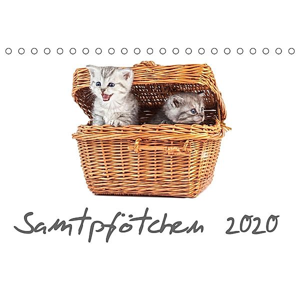 Samtpfötchen (Tischkalender 2020 DIN A5 quer)