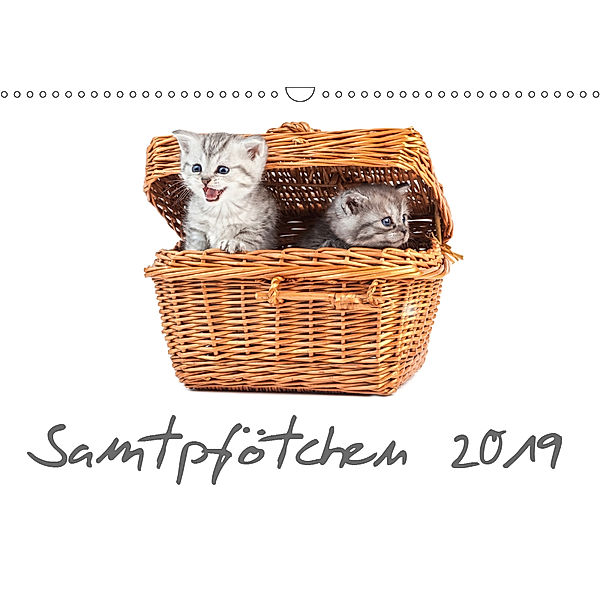 Samtpfötchen (Wandkalender 2019 DIN A3 quer), HeschFoto