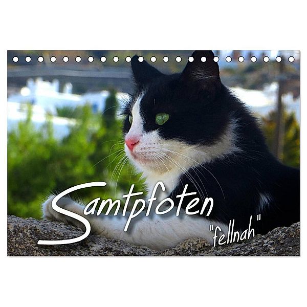 SAMTPFOTEN fellnah (Tischkalender 2024 DIN A5 quer), CALVENDO Monatskalender, Renate Bleicher