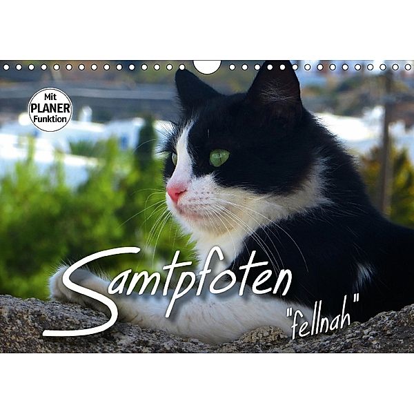 SAMTPFOTEN fellnah (Wandkalender 2018 DIN A4 quer), Renate Bleicher