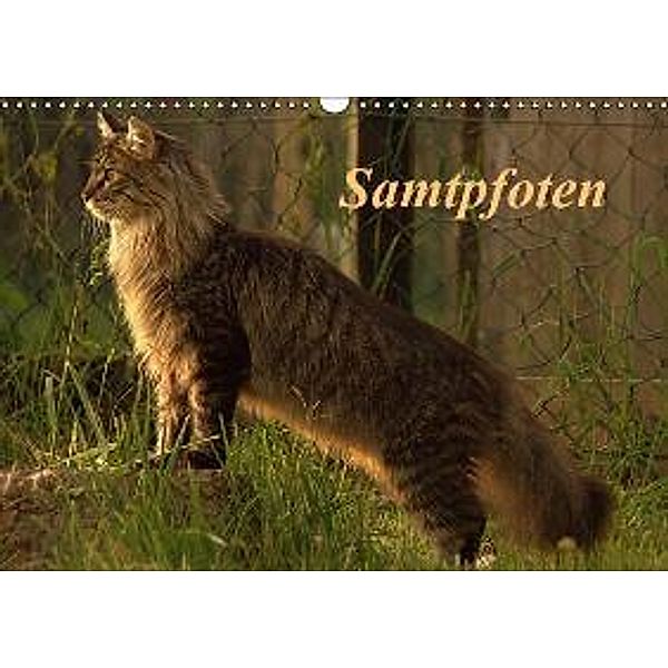 Samtpfoten (Wandkalender 2016 DIN A3 quer), Arno Klatt
