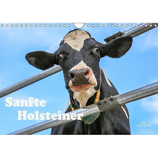 Sanfte Holsteiner (Wandkalender 2019 DIN A4 quer), Jana JF Führer