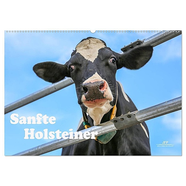 Sanfte Holsteiner (Wandkalender 2024 DIN A2 quer), CALVENDO Monatskalender, Jana JF Führer