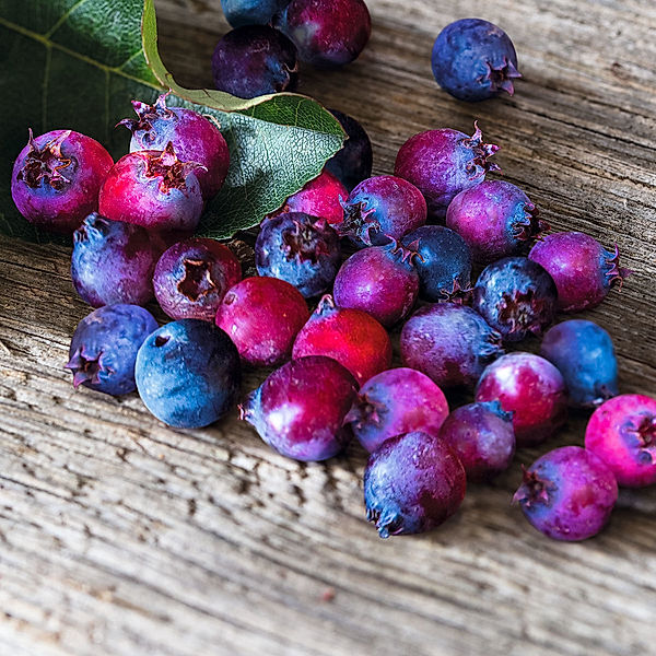 Saskatoonbeere Saskatoon Berry®