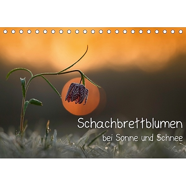 Schachbrettblumen bei Sonne und Schnee (Tischkalender 2018 DIN A5 quer), Gabi Marklein