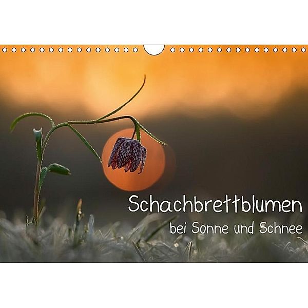 Schachbrettblumen bei Sonne und Schnee (Wandkalender 2017 DIN A4 quer), Gabi Marklein