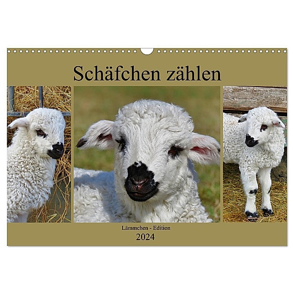Schäfchen zählen - Lämmchen-Edition (Wandkalender 2024 DIN A3 quer), CALVENDO Monatskalender, Sabine Löwer