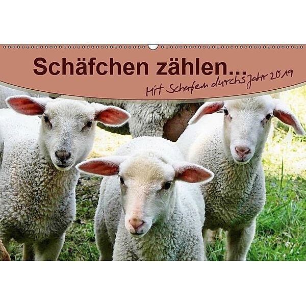 Schäfchen zählen - mit Schafen durchs Jahr (Wandkalender 2019 DIN A2 quer), Sabine Löwer