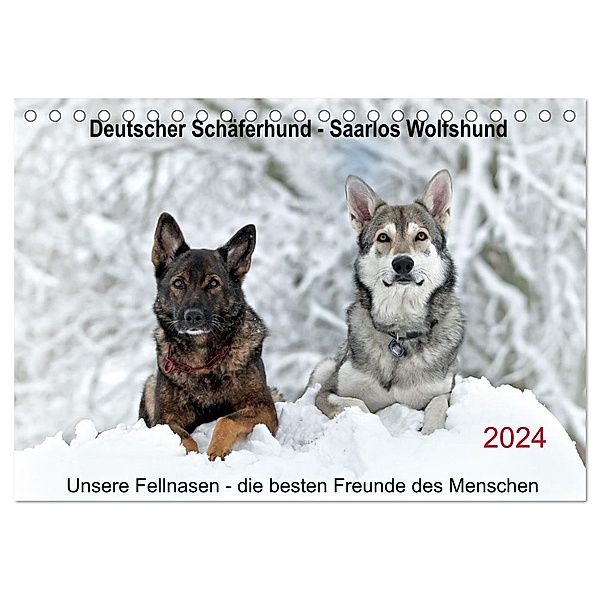 Schäferhund - Saarlos Wolfshund (Tischkalender 2024 DIN A5 quer), CALVENDO Monatskalender, Petra Schiller