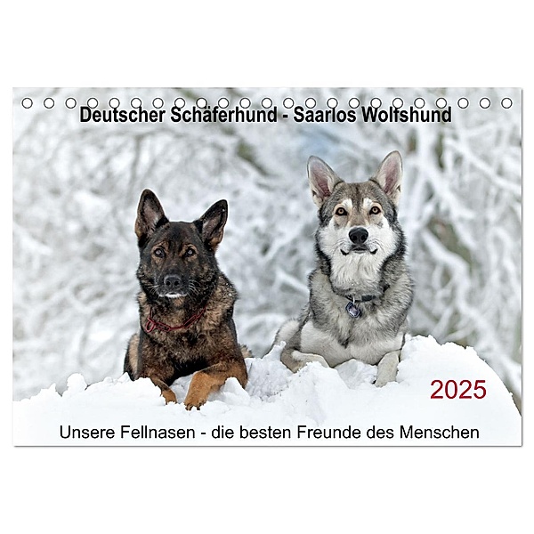 Schäferhund - Saarlos Wolfshund (Tischkalender 2025 DIN A5 quer), CALVENDO Monatskalender, Calvendo, Petra Schiller