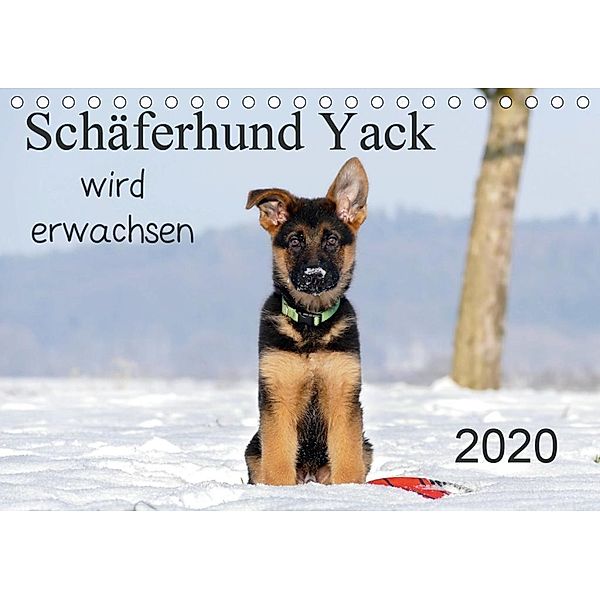 Schäferhund Yack wird erwachsen (Tischkalender 2020 DIN A5 quer), Petra Schiller