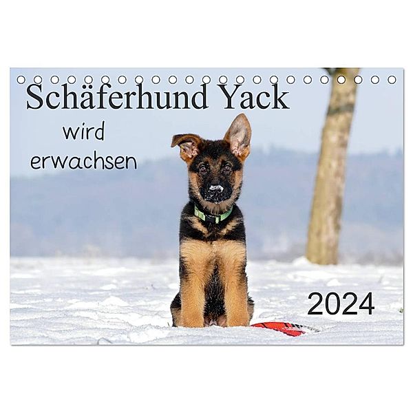 Schäferhund Yack wird erwachsen (Tischkalender 2024 DIN A5 quer), CALVENDO Monatskalender, Petra Schiller