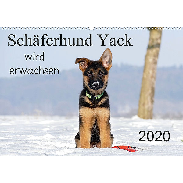 Schäferhund Yack wird erwachsen (Wandkalender 2020 DIN A2 quer), Petra Schiller