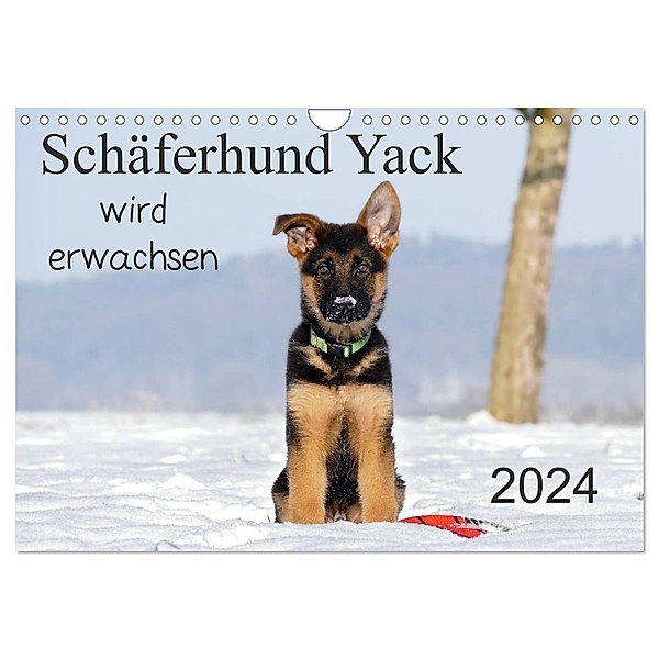 Schäferhund Yack wird erwachsen (Wandkalender 2024 DIN A4 quer), CALVENDO Monatskalender, Petra Schiller