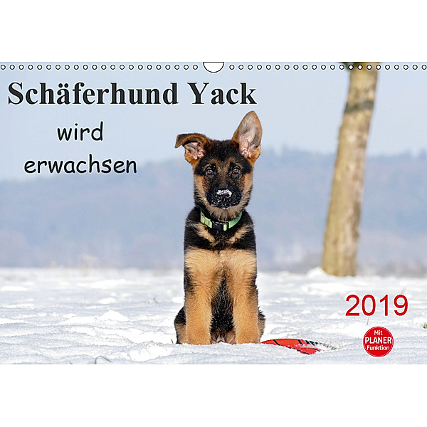 Schäferhund Yack wird erwachsenCH-Version (Wandkalender 2019 DIN A3 quer), Petra Schiller