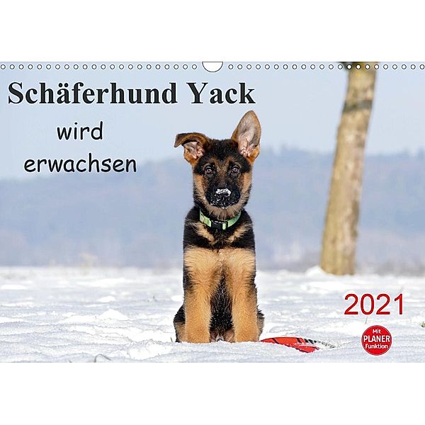Schäferhund Yack wird erwachsenCH-Version (Wandkalender 2021 DIN A3 quer), Petra Schiller