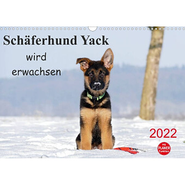 Schäferhund Yack wird erwachsenCH-Version  (Wandkalender 2022 DIN A3 quer), Petra Schiller
