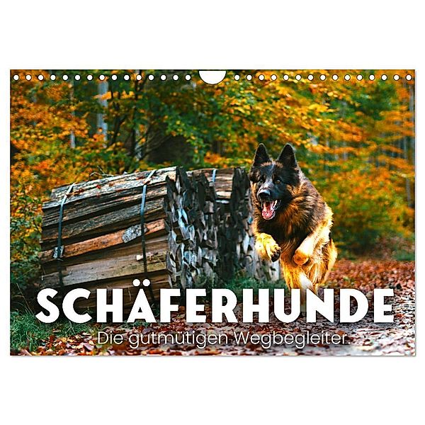 Schäferhunde - Die gutmütigen Wegbegleiter. (Wandkalender 2024 DIN A4 quer), CALVENDO Monatskalender, SF