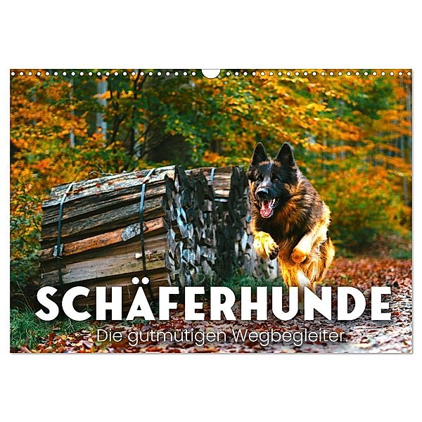 Schäferhunde - Die gutmütigen Wegbegleiter. (Wandkalender 2024 DIN A3 quer), CALVENDO Monatskalender, SF