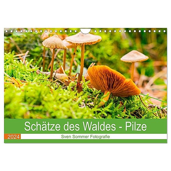 Schätze des Waldes - Pilze (Wandkalender 2024 DIN A4 quer), CALVENDO Monatskalender, Sven Sommer Fotografie