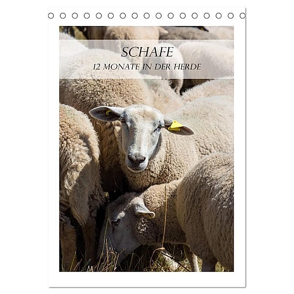 Schafe - 12 Monate in der Herde (Tischkalender 2024 DIN A5 hoch), CALVENDO Monatskalender, Stefanie und Philipp Kellmann
