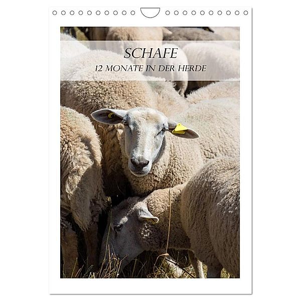 Schafe - 12 Monate in der Herde (Wandkalender 2024 DIN A4 hoch), CALVENDO Monatskalender, Stefanie und Philipp Kellmann
