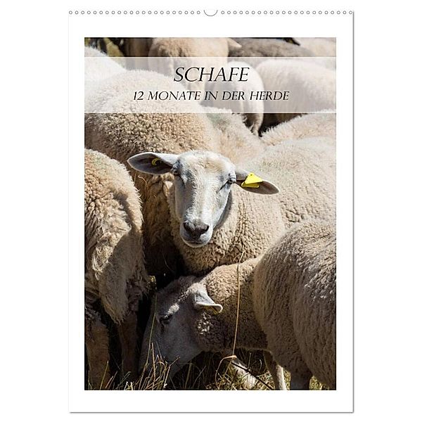 Schafe - 12 Monate in der Herde (Wandkalender 2024 DIN A2 hoch), CALVENDO Monatskalender, Stefanie und Philipp Kellmann
