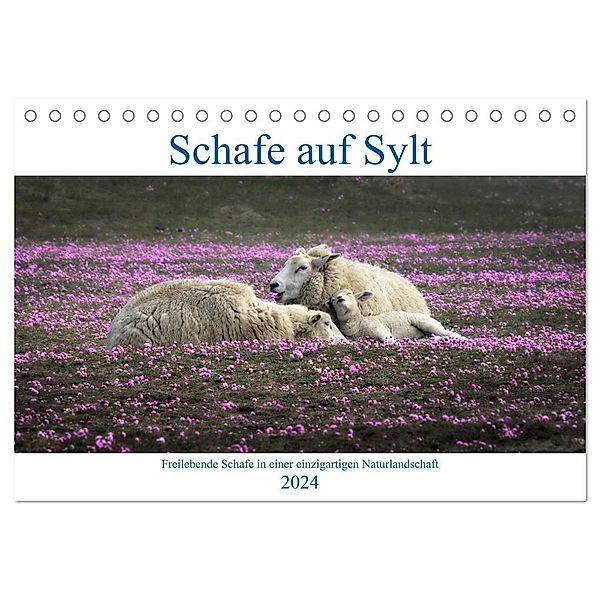 Schafe auf Sylt (Tischkalender 2024 DIN A5 quer), CALVENDO Monatskalender, Bodo Balzer