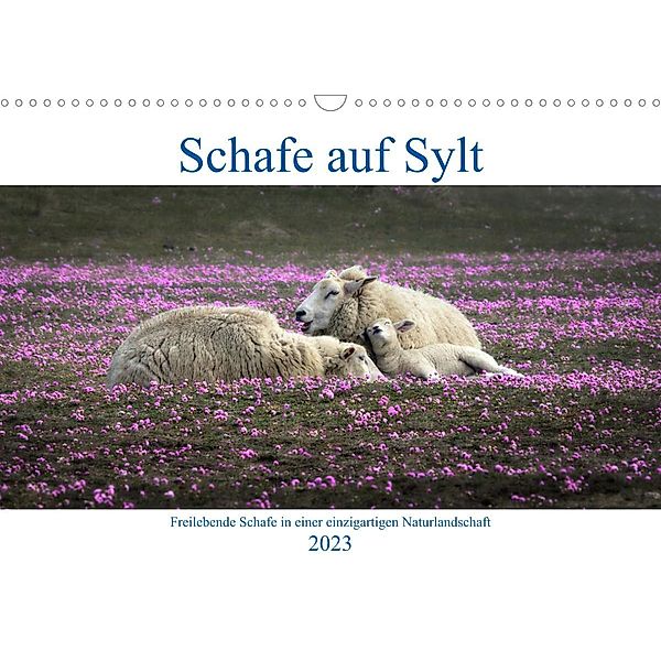 Schafe auf Sylt (Wandkalender 2023 DIN A3 quer), Bodo Balzer