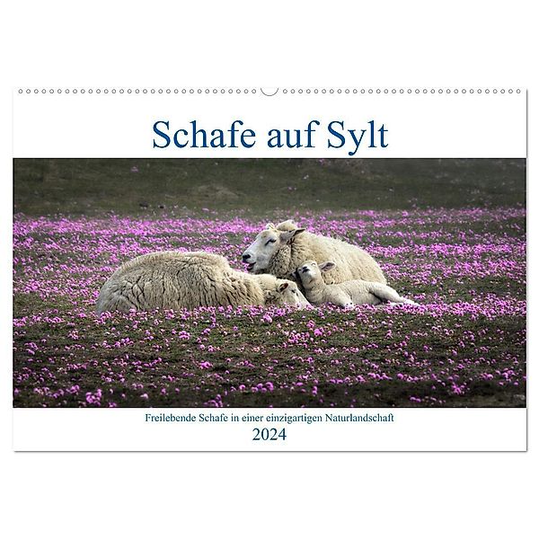Schafe auf Sylt (Wandkalender 2024 DIN A2 quer), CALVENDO Monatskalender, Bodo Balzer