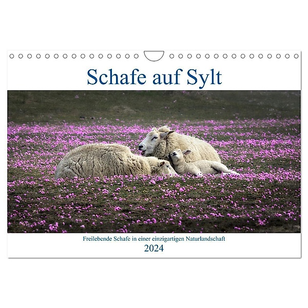 Schafe auf Sylt (Wandkalender 2024 DIN A4 quer), CALVENDO Monatskalender, Bodo Balzer