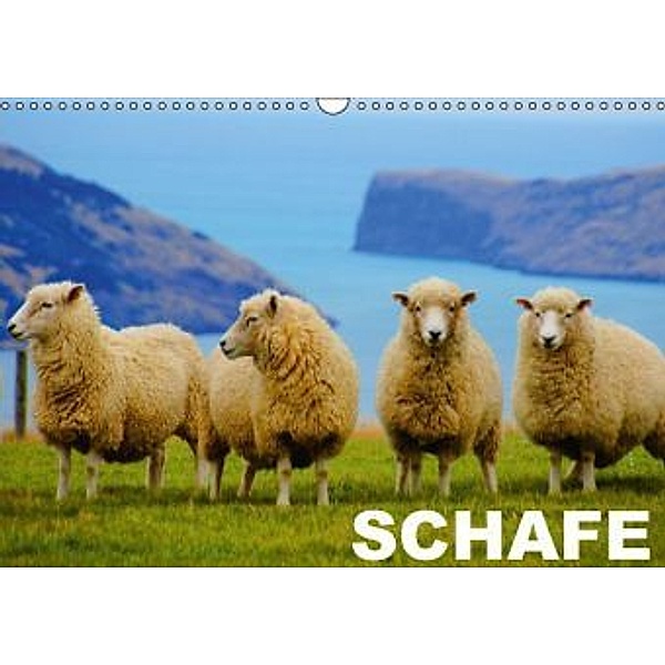 Schafe / Geburtstagskalender (Wandkalender 2016 DIN A3 quer), Elisabeth Stanzer