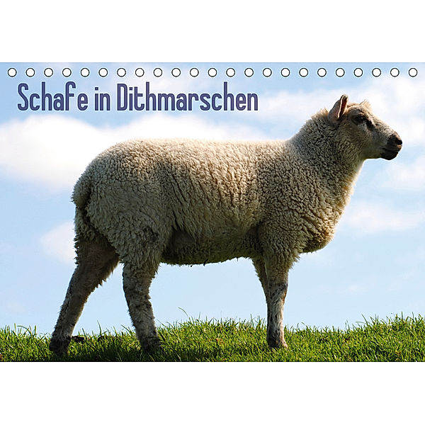 Schafe in Dithmarschen (Tischkalender 2020 DIN A5 quer), Richard Tito