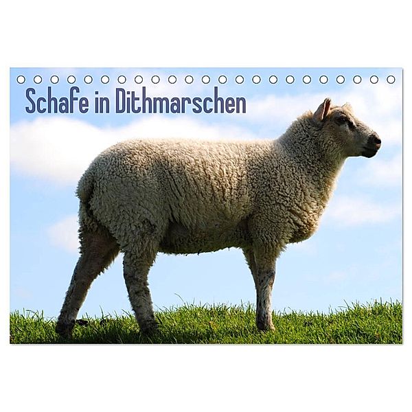 Schafe in Dithmarschen (Tischkalender 2024 DIN A5 quer), CALVENDO Monatskalender, Richard Tito