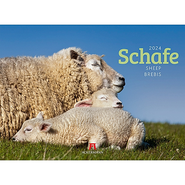 Schafe Kalender 2024, Ackermann Kunstverlag
