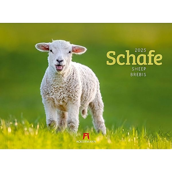 Schafe Kalender 2025, Ackermann Kunstverlag
