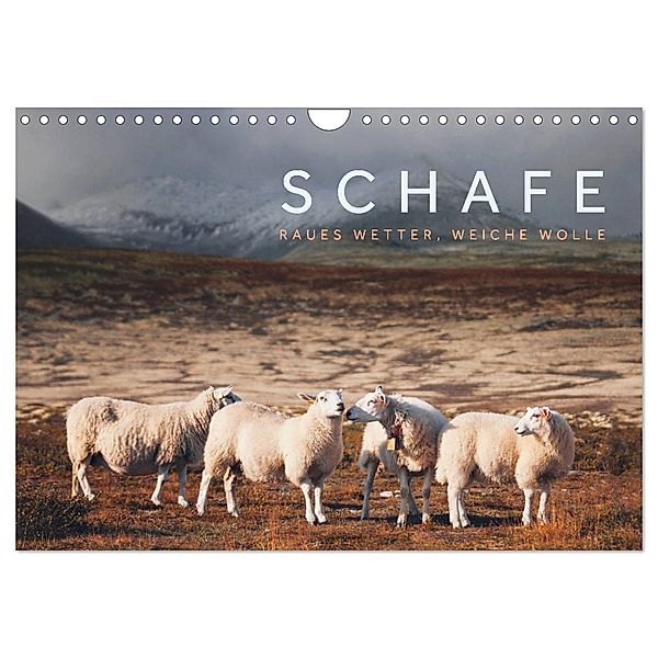 Schafe - Raues Wetter, weiche Wolle (Wandkalender 2024 DIN A4 quer), CALVENDO Monatskalender, Lain Jackson