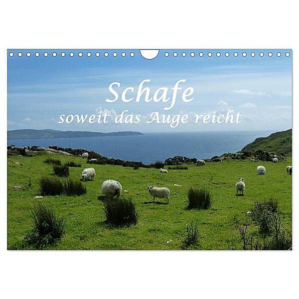 Schafe - soweit das Auge reicht (Wandkalender 2025 DIN A4 quer), CALVENDO Monatskalender, Calvendo, Stefanie und Philipp Kellmann