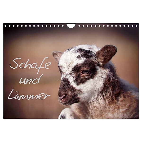Schafe und Lämmer (Wandkalender 2024 DIN A4 quer), CALVENDO Monatskalender, Hermann Greiling