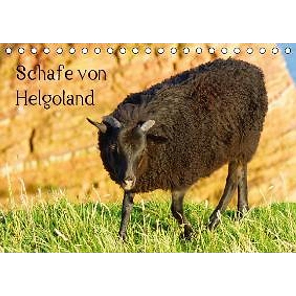 Schafe von Helgoland (Tischkalender 2015 DIN A5 quer), Kattobello