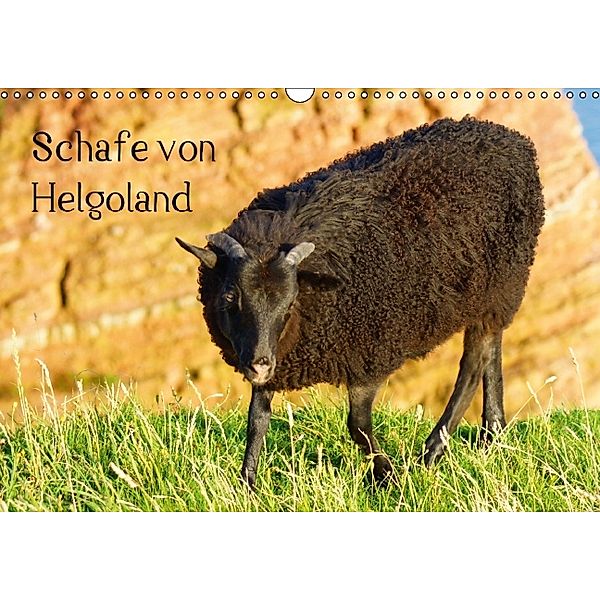 Schafe von Helgoland (Wandkalender 2014 DIN A3 quer), Kattobello