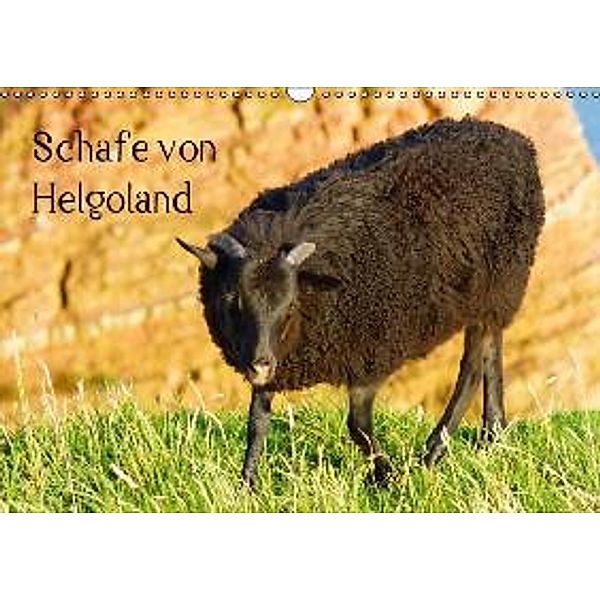 Schafe von Helgoland (Wandkalender 2016 DIN A3 quer), Kattobello
