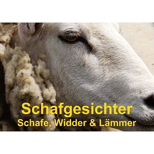 Schafgesichter - Schafe, Widder & Lämmer (Posterbuch DIN A3 quer), Elisabeth Stanzer