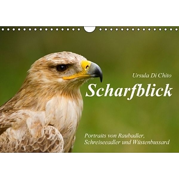 Scharfblick (Wandkalender 2016 DIN A4 quer), Ursula Di Chito