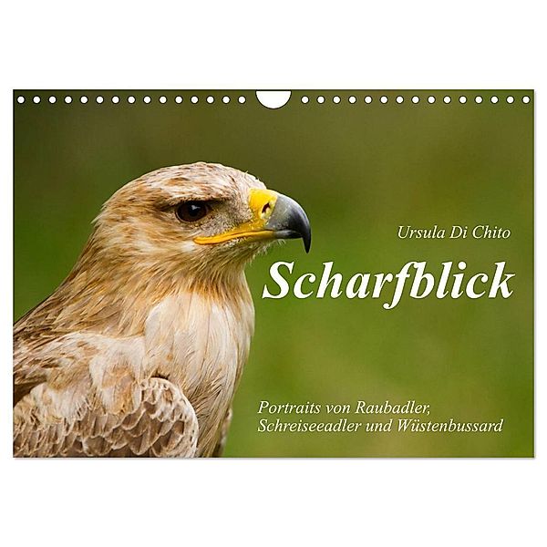 Scharfblick (Wandkalender 2024 DIN A4 quer), CALVENDO Monatskalender, Ursula Di Chito