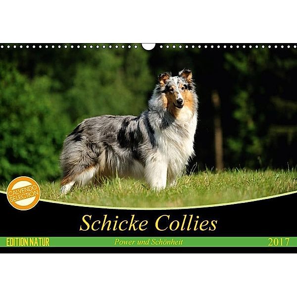 Schicke Collies (Wandkalender 2017 DIN A3 quer), Yvonne Janetzek