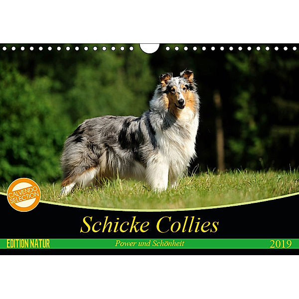 Schicke Collies (Wandkalender 2019 DIN A4 quer), Yvonne Janetzek