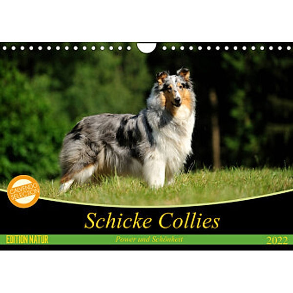 Schicke Collies (Wandkalender 2022 DIN A4 quer), Yvonne Janetzek