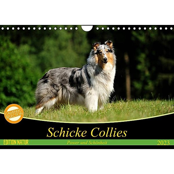 Schicke Collies (Wandkalender 2023 DIN A4 quer), Yvonne Janetzek