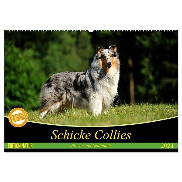 Schicke Collies (Wandkalender 2024 DIN A2 quer), CALVENDO Monatskalender, Yvonne Janetzek